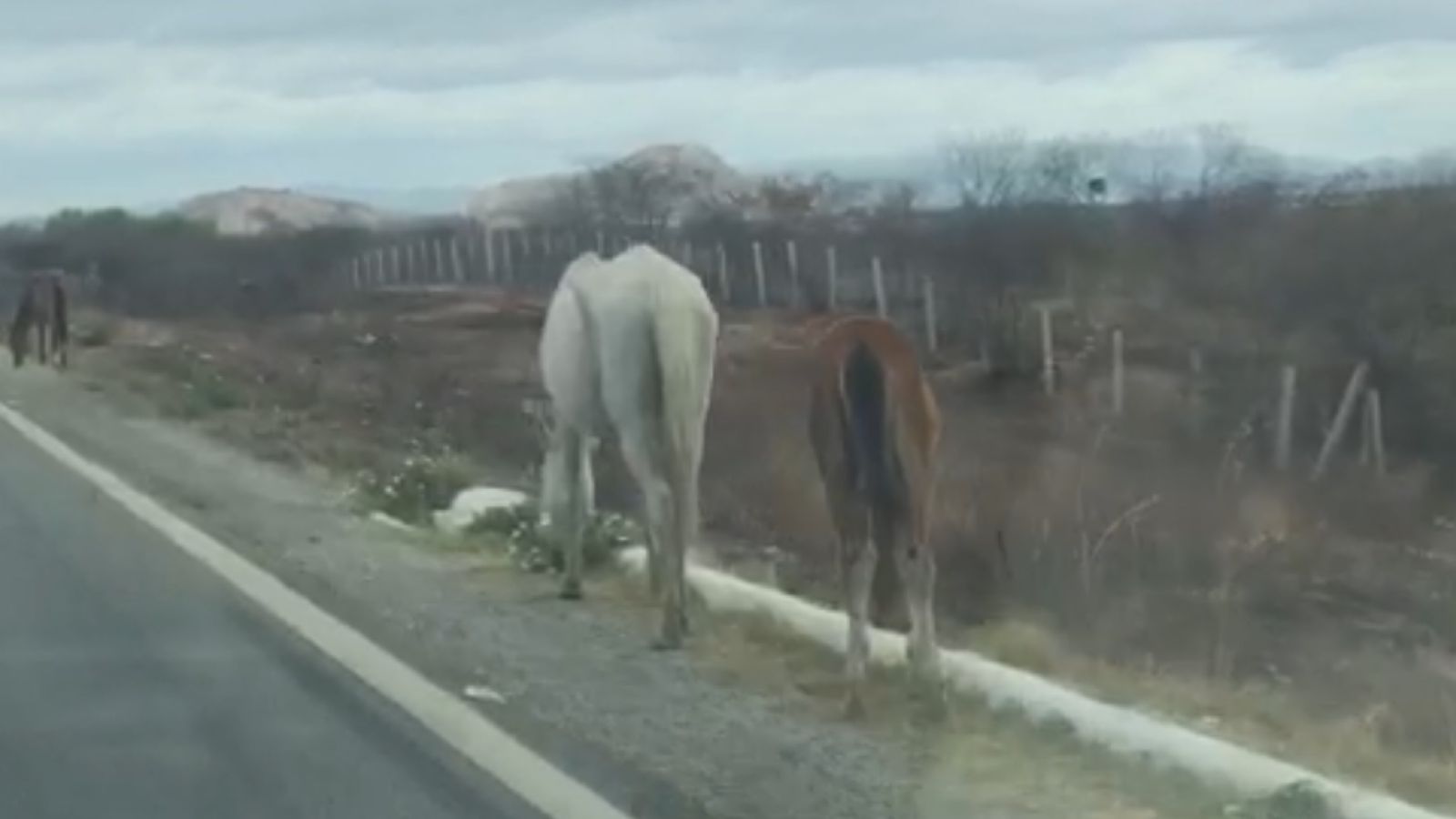 Cavalos flagrados nas margens da BR-361 na noite desta quinta (03) permanecem no local até a manhã desta sexta-feira (04). Veja Vídeo
