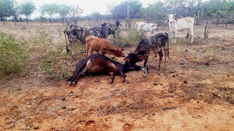 Em Patos: vaca prenha morre após sofrer descarga elétrica e agricultor se revolta com Energisa. VÍDEO
