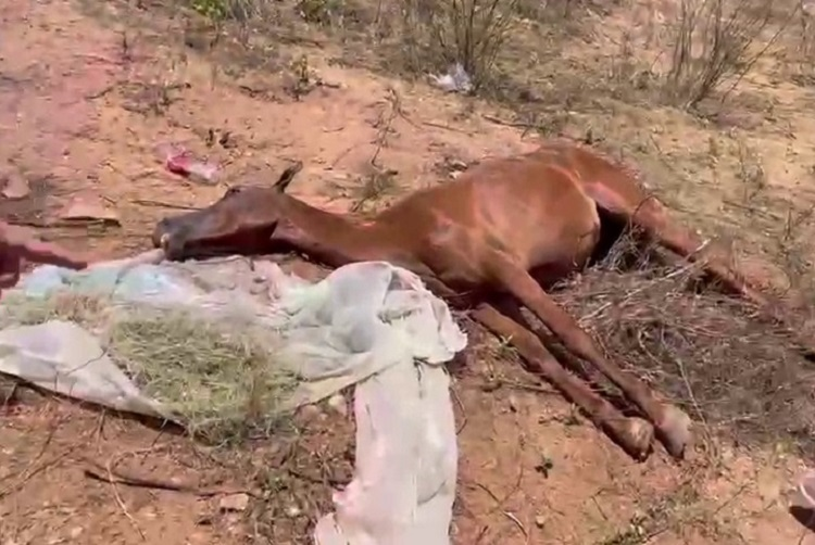 Em Pombal, animal é encontrado morto após dias abandonado e ONG critica omissão do poder público