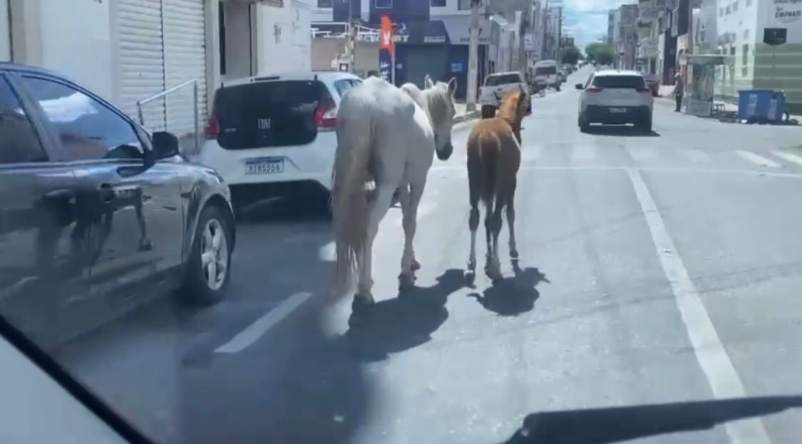 Internauta flagra cavalos soltos em pleno Centro de Patos na tarde desta sexta-feira (11); Secretaria de Agricultura diz que animais serão recolhidos. VÍDEO