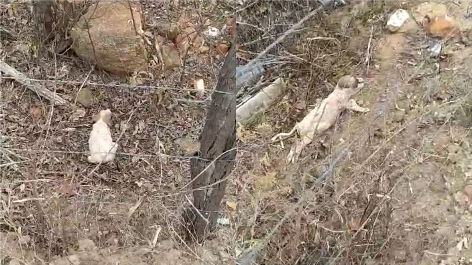 Moradores de Santa Gertrudes denunciam soltura de filhotes de cães em terreno baldio e fazem apelo para salvar animais. VÍDEO