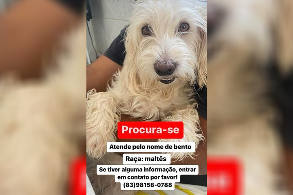 Família procura por cachorro desaparecido há 10 dias e oferecem recompensa para quem encontrá-lo