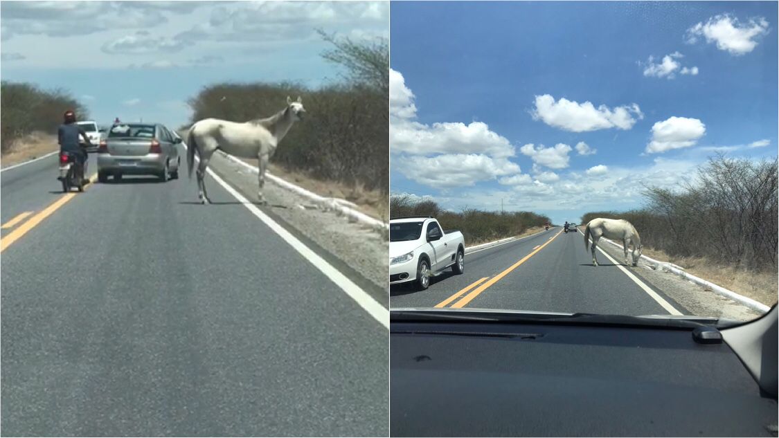 PERIGO: Veículos precisam desviar de última hora de cavalo na BR-361 neste domingo (20). Patosonline flagra o momento. VÍDEO