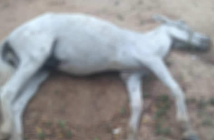 Burro é encontrado morto na manhã desta quarta-feira (23) na Rua Antônio Torres, no bairro do Monte Castelo e moradores pedem remoção; Prefeitura diz que enviou equipe ao local