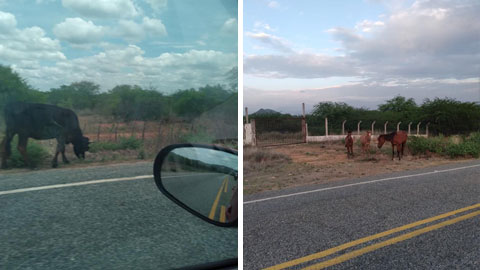 Motoristas flagram animais soltos na PB-275 entre Patos e São José de Espinharas, na manhã desta segunda-feira (28)