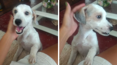 Moradora do bairro Jardim Lacerda encontra cãozinho perdido e faz campanha para encontrar donos