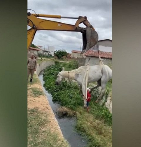 Cavalo cai dentro de canal e bombeiros recebem ajuda de retroescavadeira para resgate, em Pombal. VÍDEO