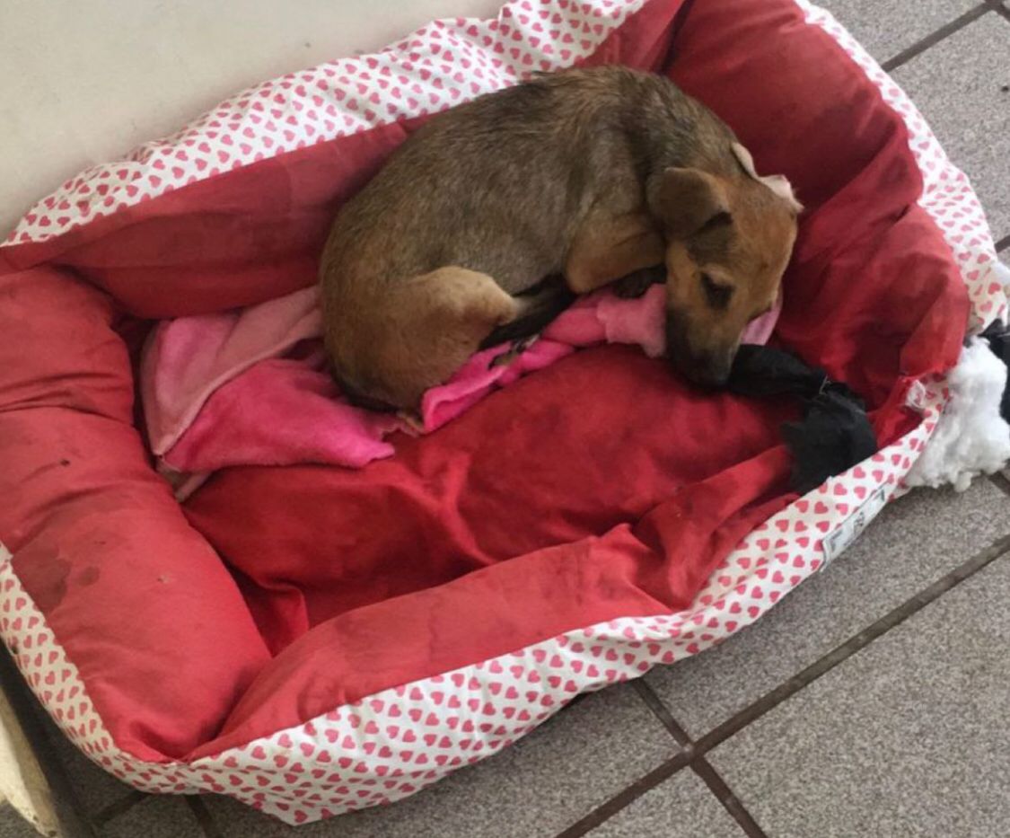 Cão de rua é atropelado por caminhão em Vista Serrana-PB, motorista foge sem prestar socorro e cuidadores realizam campanha para tentar salvar vida do animal. VÍDEO