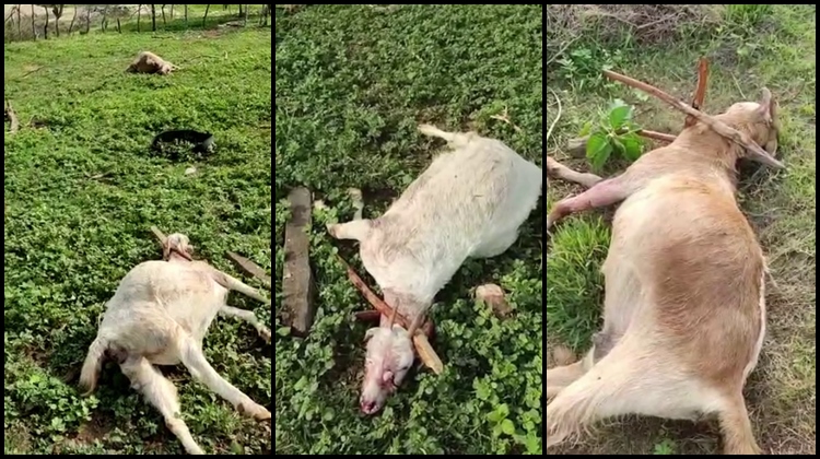 Cães invadem propriedade rural no Vale do Piancó, matam 18 animais e causam prejuízo de R$ 11 mil; Veja Vídeo