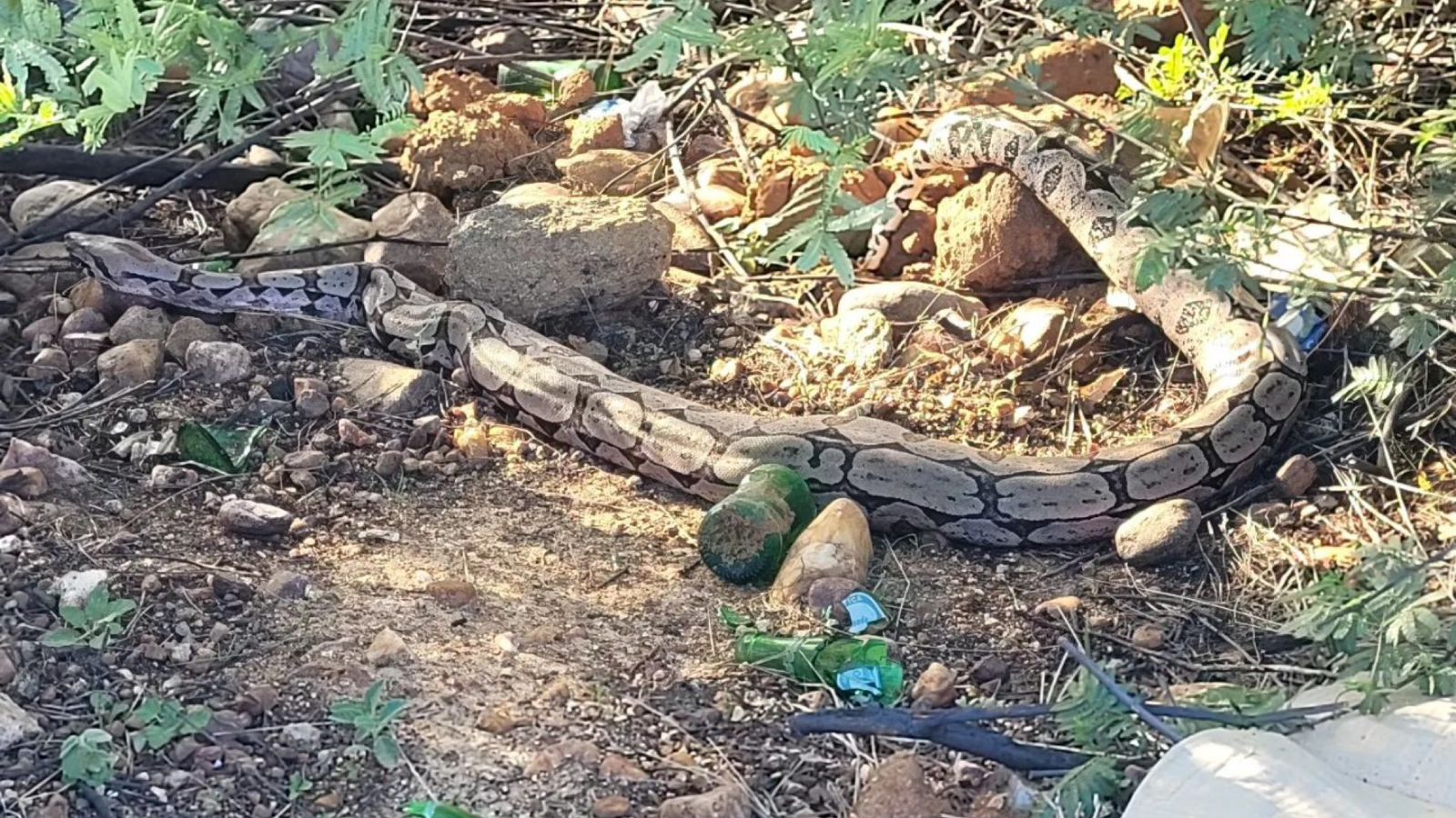 Jiboia é flagrada em matagal nas proximidades da Alça Sudeste, em Patos
