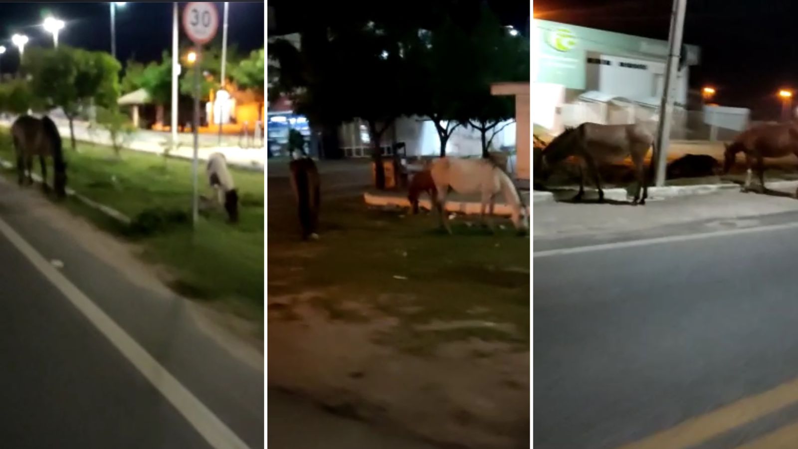 Vídeo: Internauta registra 13 animais soltos às BR-361, no bairro do Bivar Olinto e denuncia que prática é constante; Secretário de Agricultura diz que irá tomar as providências