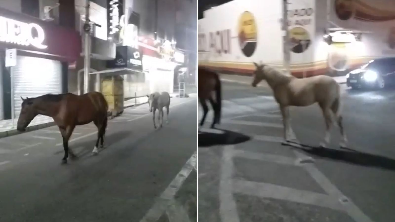 Animais são registrados circulando pela Rua Pedro Firmino, no Centro de Patos, na noite deste domingo (11); Secretário de Agricultura disponibiliza número para denúncias