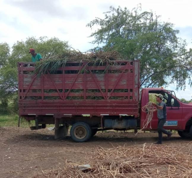 Agricultura: caminhão que recolhe animais soltos na via urbana circula de segunda a sexta para a execução do trabalho
