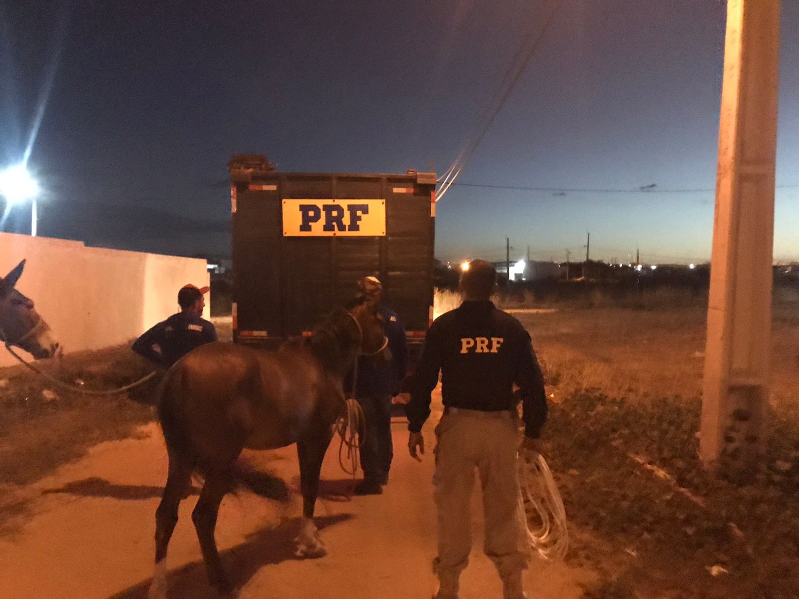 PRF e Prefeitura de Patos realizam força-tarefa para recolher animais soltos nas rodovias e vias públicas do município