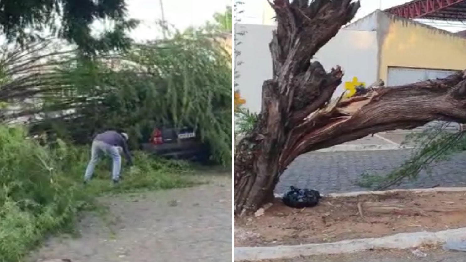 Árvore cai em cima de carro na Rua Benjamin Constant, no bairro Brasília na tarde desta segunda (19); Veja Vídeo