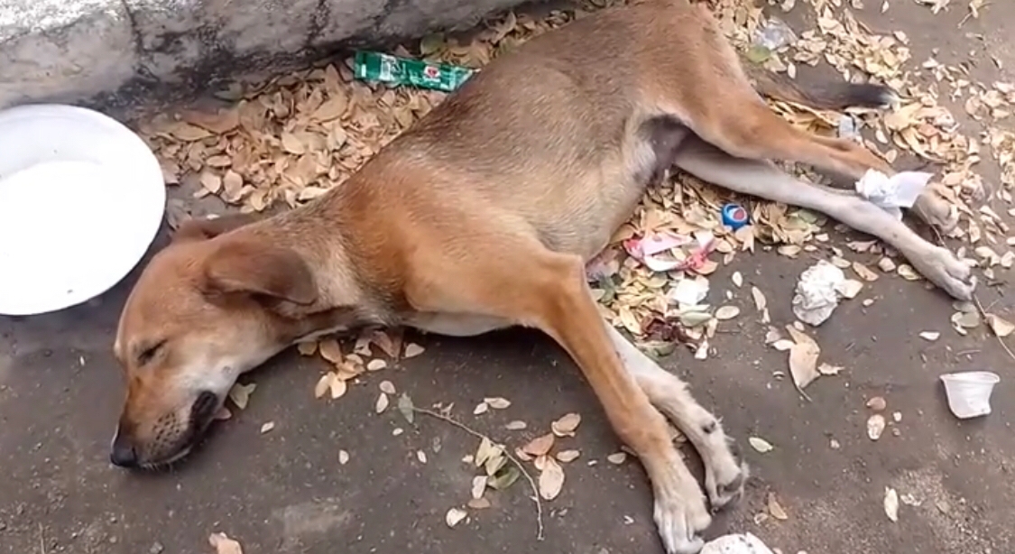 Internauta faz apelo para tentar salvar vida de cãozinho de rua atropelado na antiga rodoviária. VÍDEO