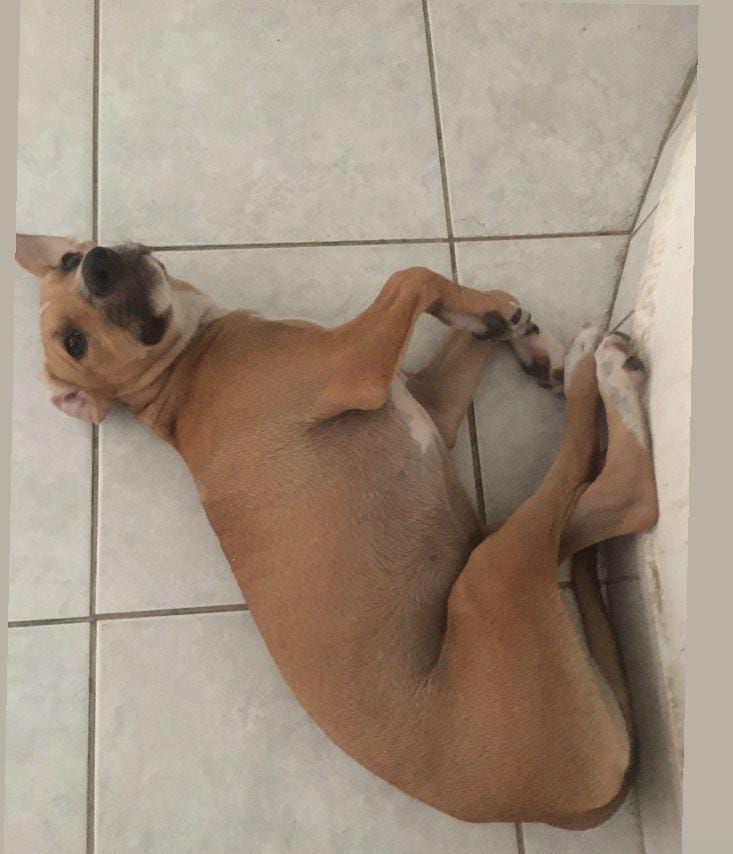 Cadela desaparece no bairro Santo Antônio e proprietário pede ajuda para encontrar