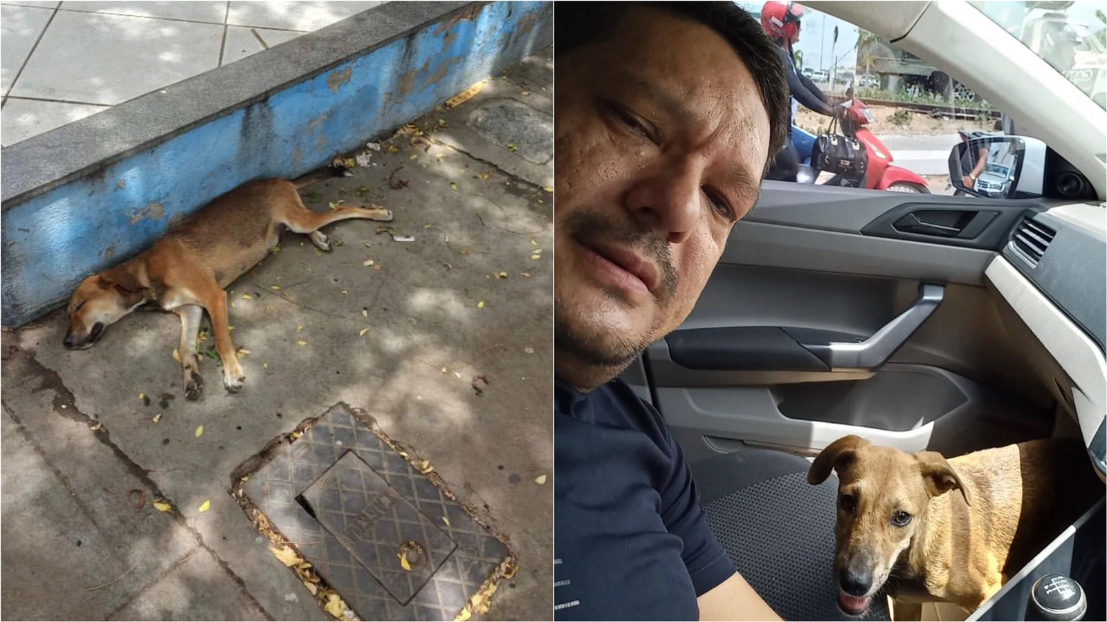 Após apelo de internauta, Sargento Patrian resgata cãozinho de rua atropelado na antiga rodoviária. VÍDEO