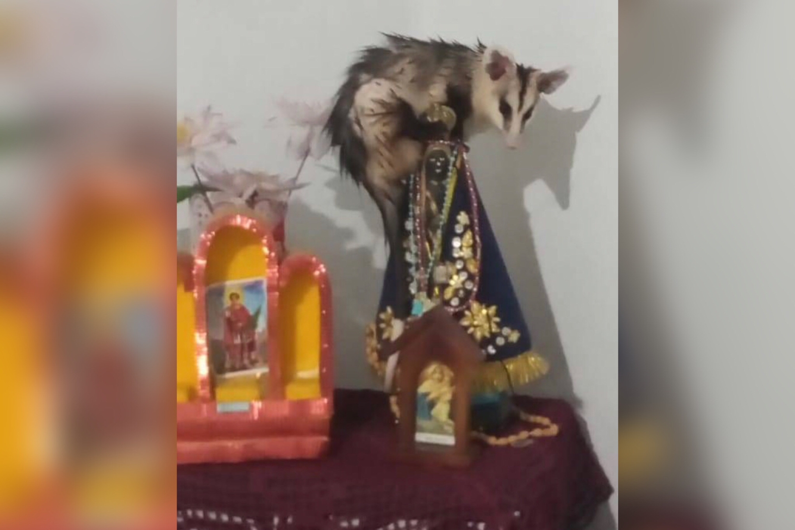 Inusitado: Gambá entra em residência durante Ceia de Natal e sobe em imagem de Nossa Senhora Aparecida, em Itapetim-PE