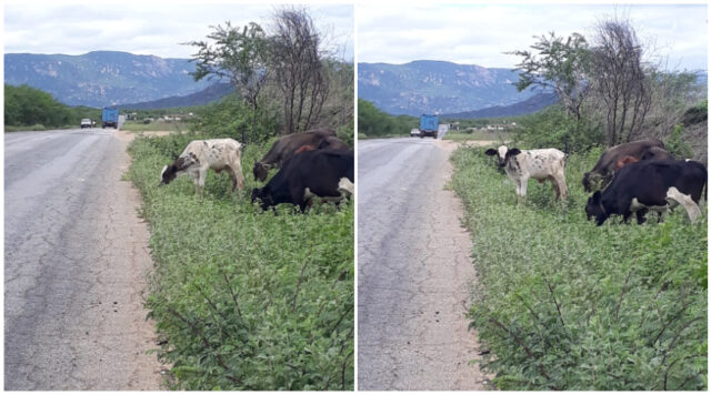 Motoristas alertam para perigo de animais soltos na PB-262, entre Patos e São José do Bonfim