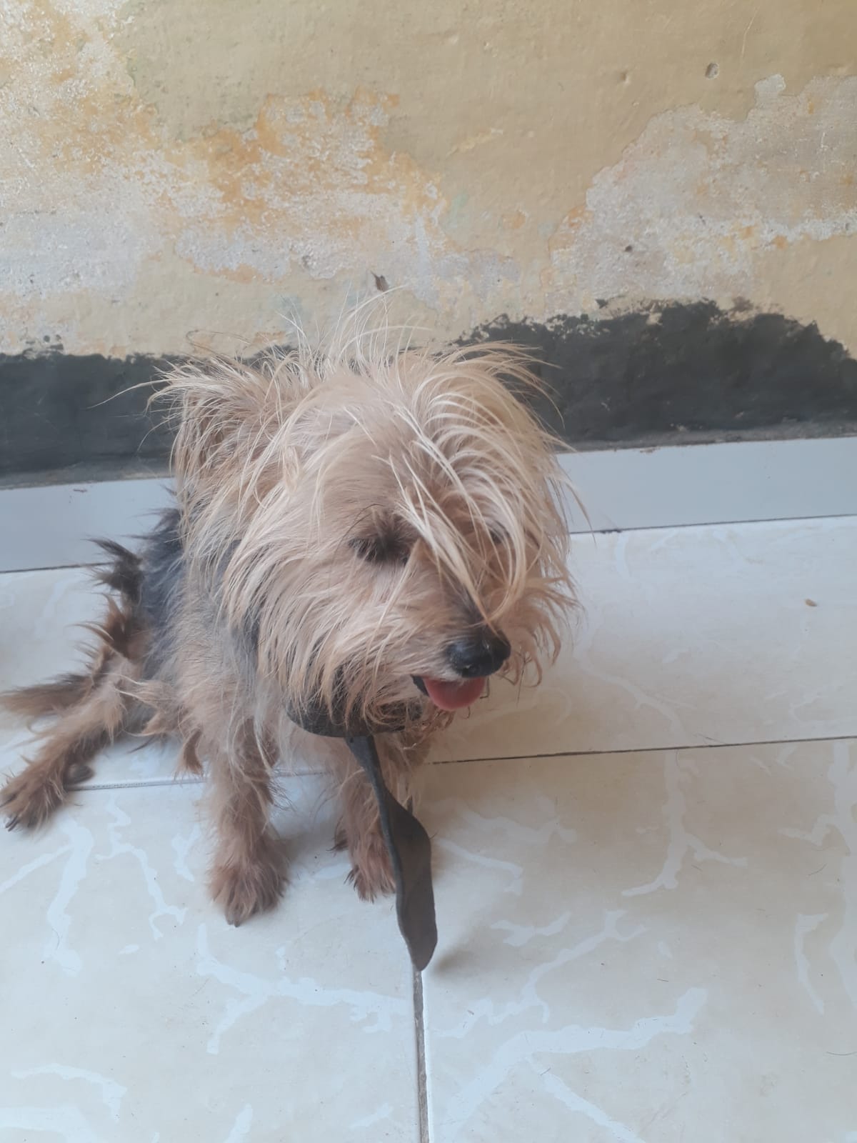 Em Patos: cidadã encontra cachorrinha de estimação no bairro Santa Clara e tenta localizar donos