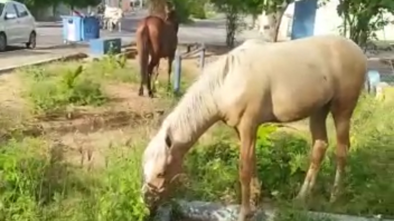 Cavalos são registrados pastando em frente ao Fórum Bivar Olyntho, no bairro da Brasília, nesta segunda (02); Veja Vídeo