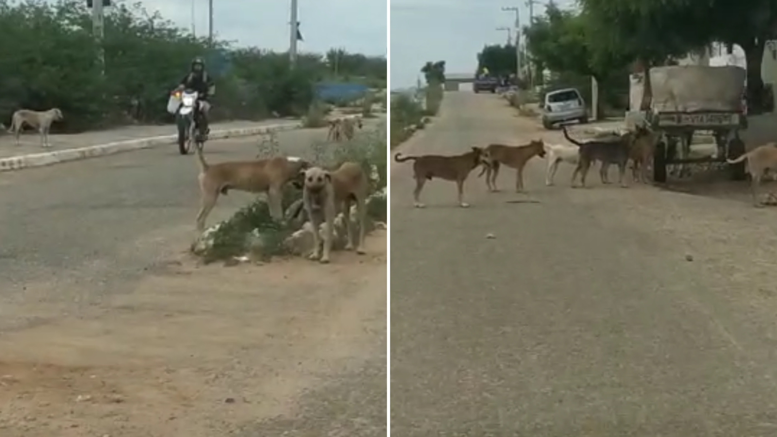 Moradora denuncia descaso de cães no Bairro dos Estados, aqui em Patos; Prefeitura diz que enviou Pet Móvel para remoção de cadela no cio