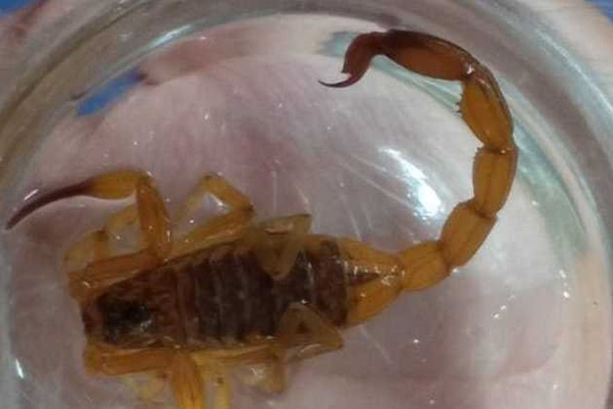 Criança de 2 anos entra em coma após ser picada por escorpião no Distrito Federal