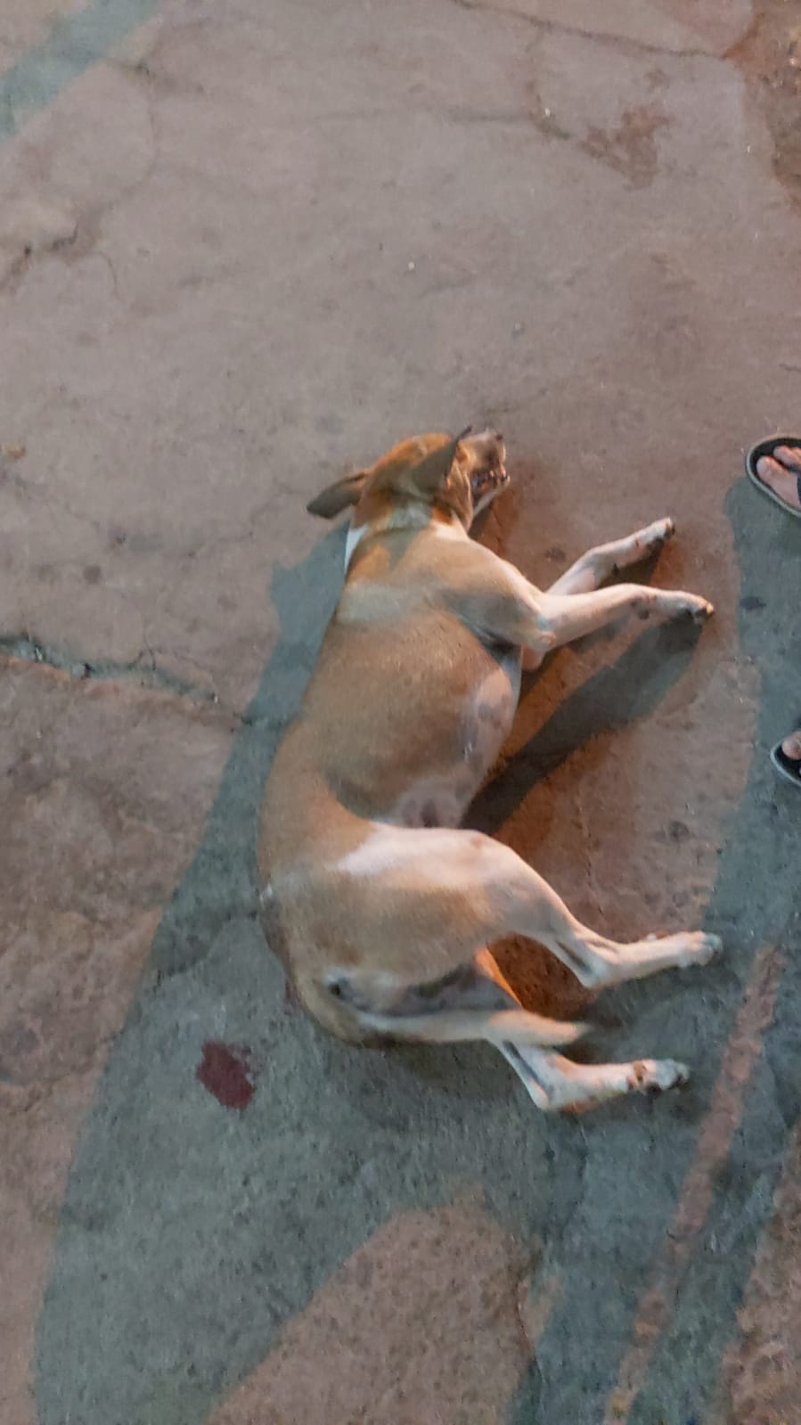 Internauta faz apelo para tentar salvar vida de cãozinho de rua atropelado no bairro Monte Castelo