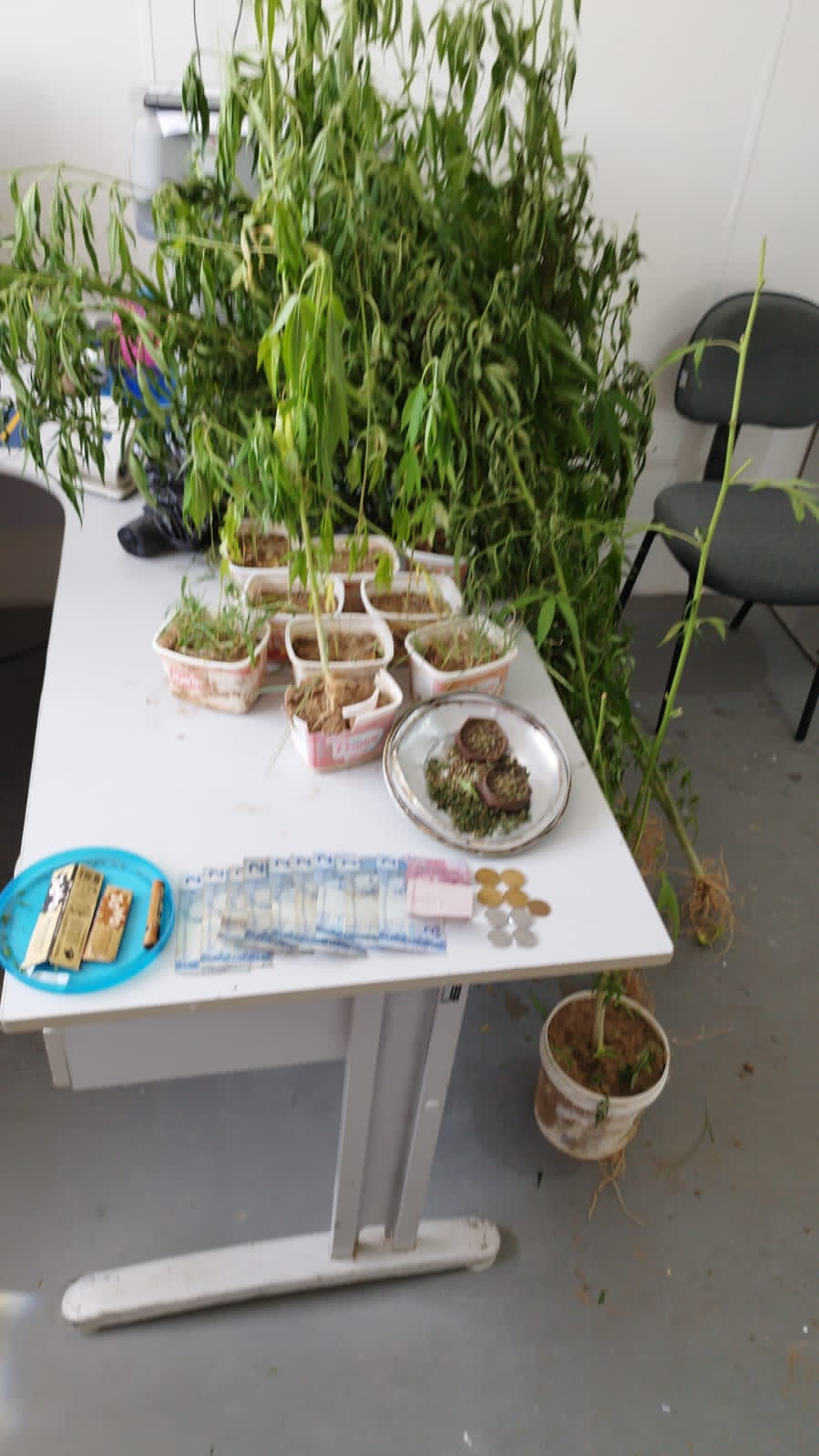 JUAZEIRINHO: Polícia Civil prende suspeito de tráfico com plantação de maconha em casa