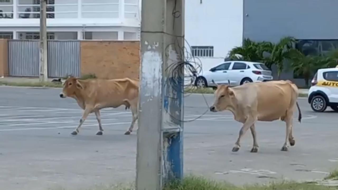 Vacas são registradas circulando tranquilamente pelo Terreiro do Forró, no Centro de Patos; Veja Vídeo