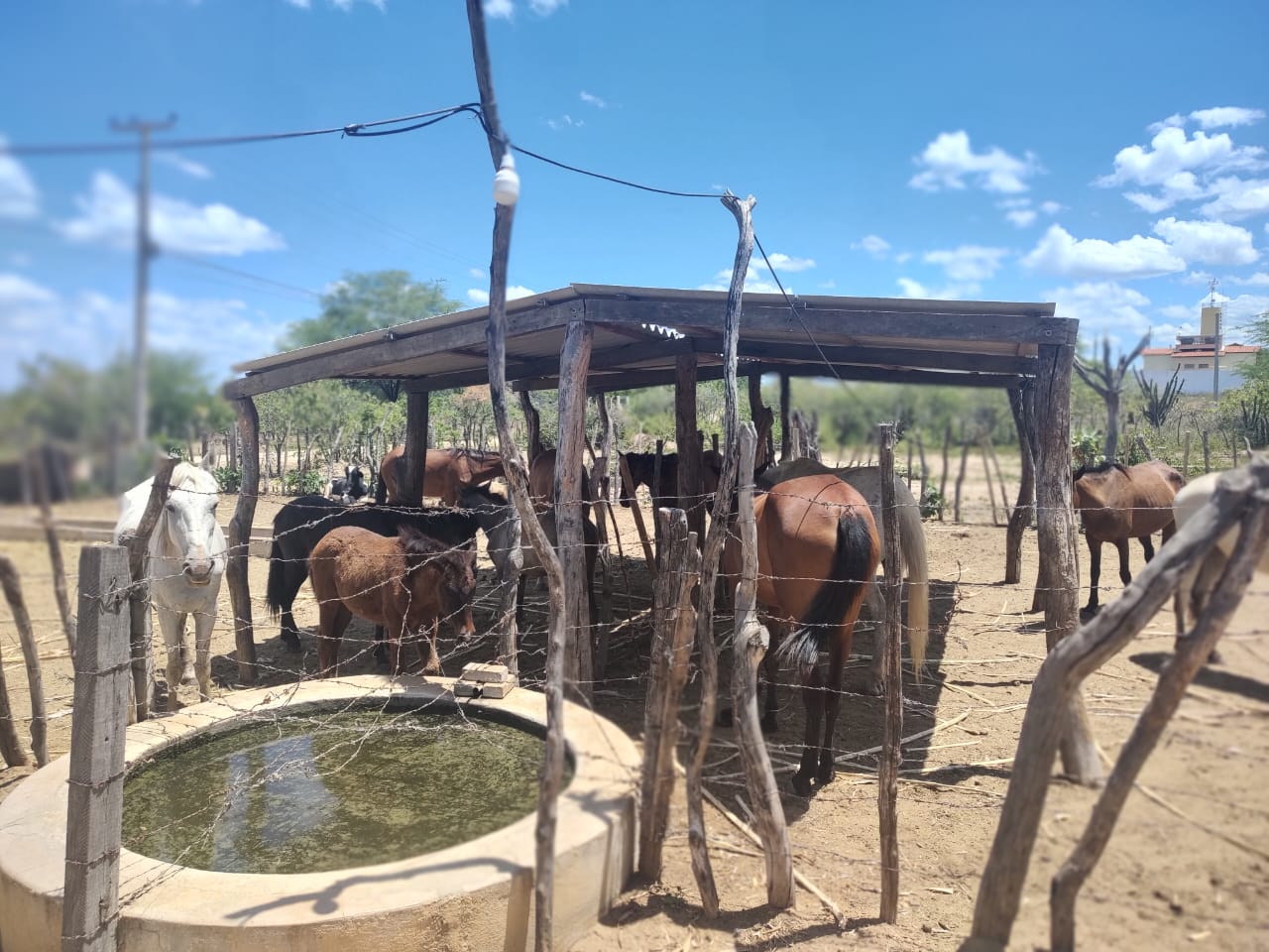 Prefeitura de Patos tem intensificado recolhimento de animais nas vias públicas e apreendeu 10 apenas no último sábado (14). OUÇA
