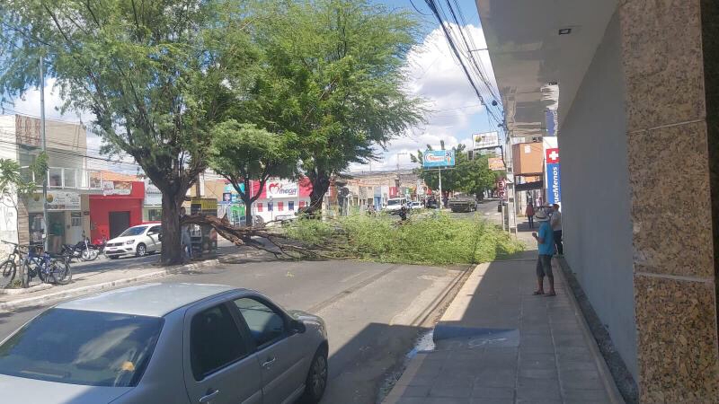 Parte de algaroba cai na Rua Horácio Nóbrega, no bairro Belo Horizonte, na manhã desta terça-feira (17); Secretaria de Meio ambiente faz remoção