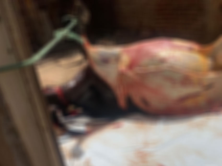 Delegado dá detalhes sobre a prisão de 11 homens suspeitos de furtarem e realizarem o abate ilegal de uma vaca na tarde desta terça (17); Ouça