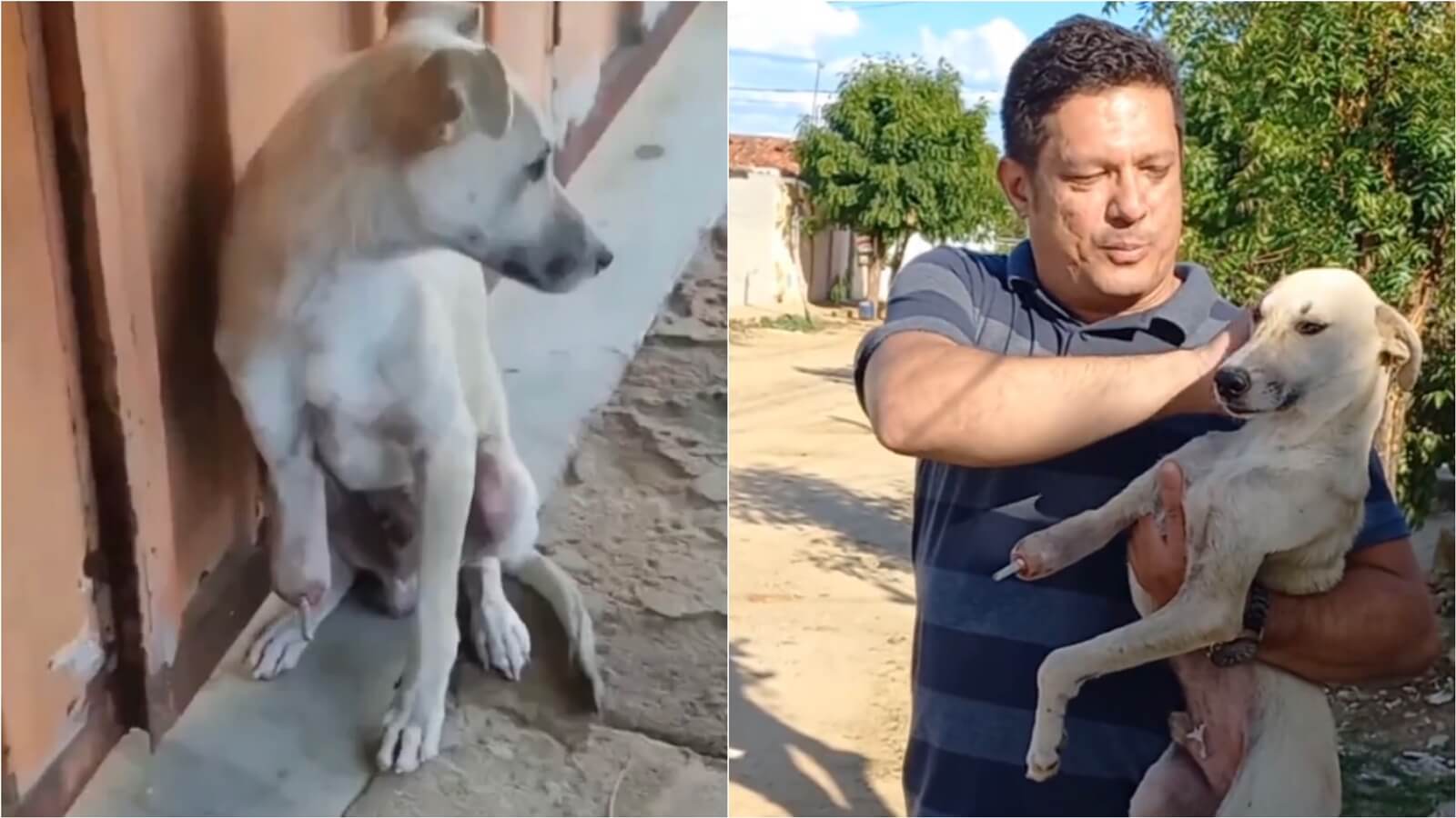 Sargento Patrian faz resgate de cãozinho que estava com pata machucada no bairro Santa Clara, em Patos. VÍDEO