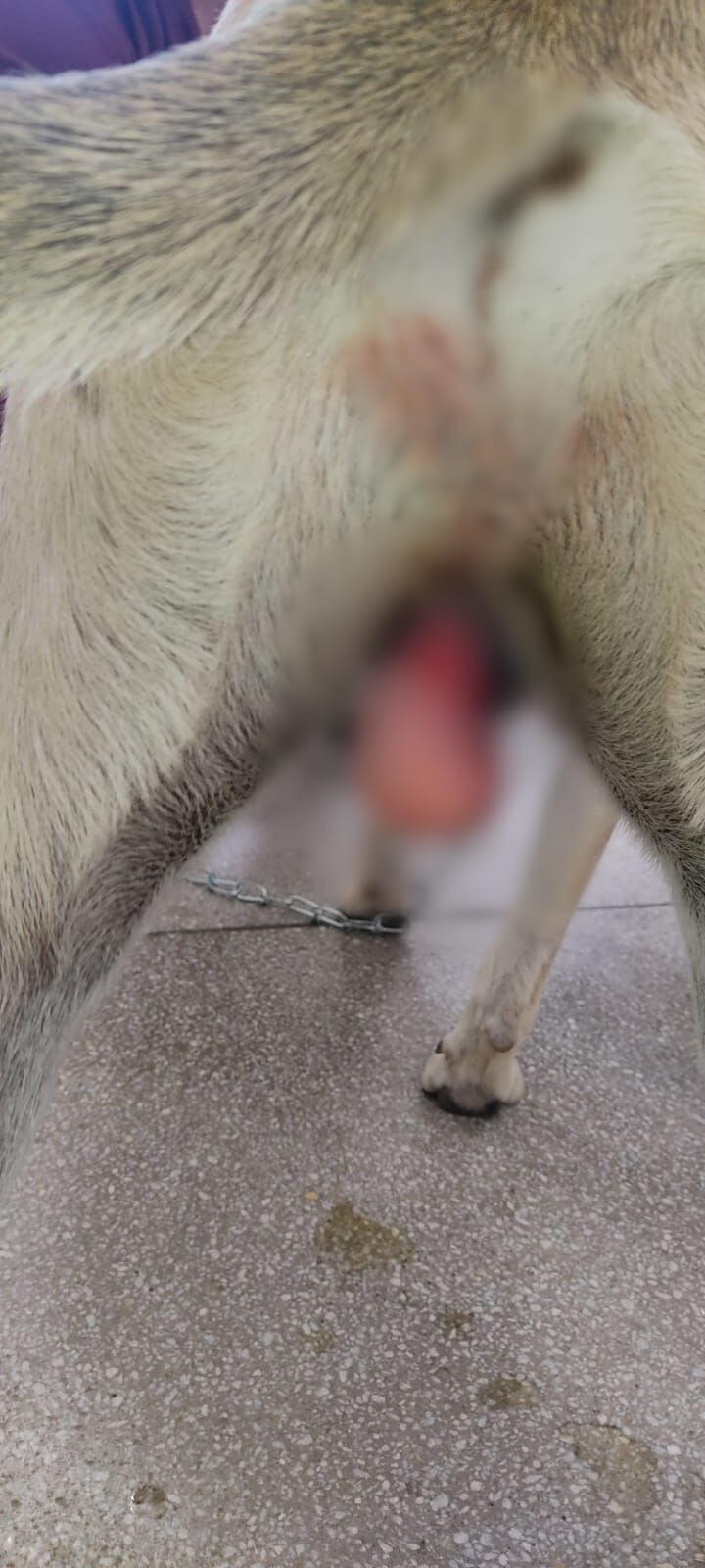 Em Patos: cuidador de animais denuncia que cães estão sendo esfaqueados na Rua Cabo José Benício, no Jardim Guanabara, e cobra providências das autoridades