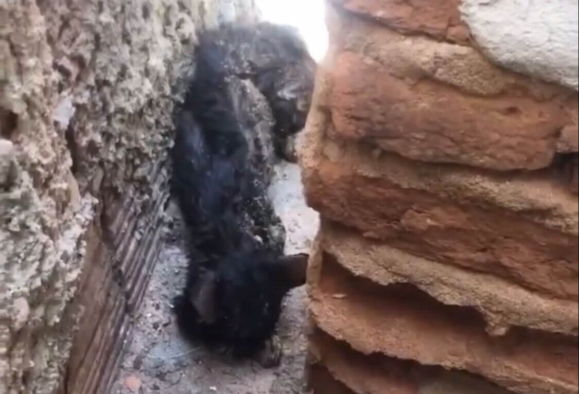 Internauta faz apelo para resgatar gato de rua que apareceu espancado e bastante ferido na residência no bairro Santo Antônio, em Patos. VÍDEO