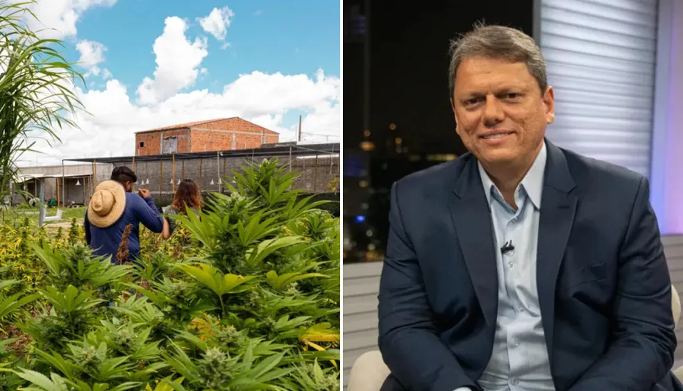 Governador de São Paulo, Tarcísio Freitas, sanciona lei que permite distribuição de cannabis medicinal pelo SUS
