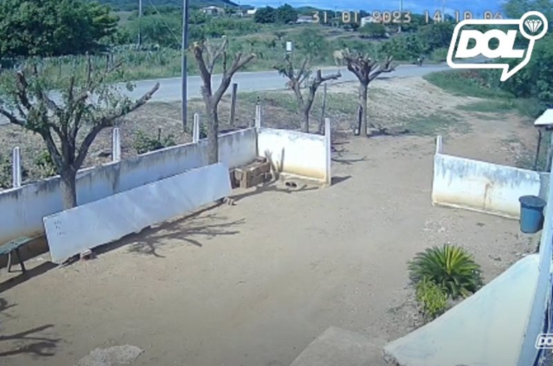 Vídeo mostra momento em que motociclista atinge boi e morre em rodovia de Itaporanga