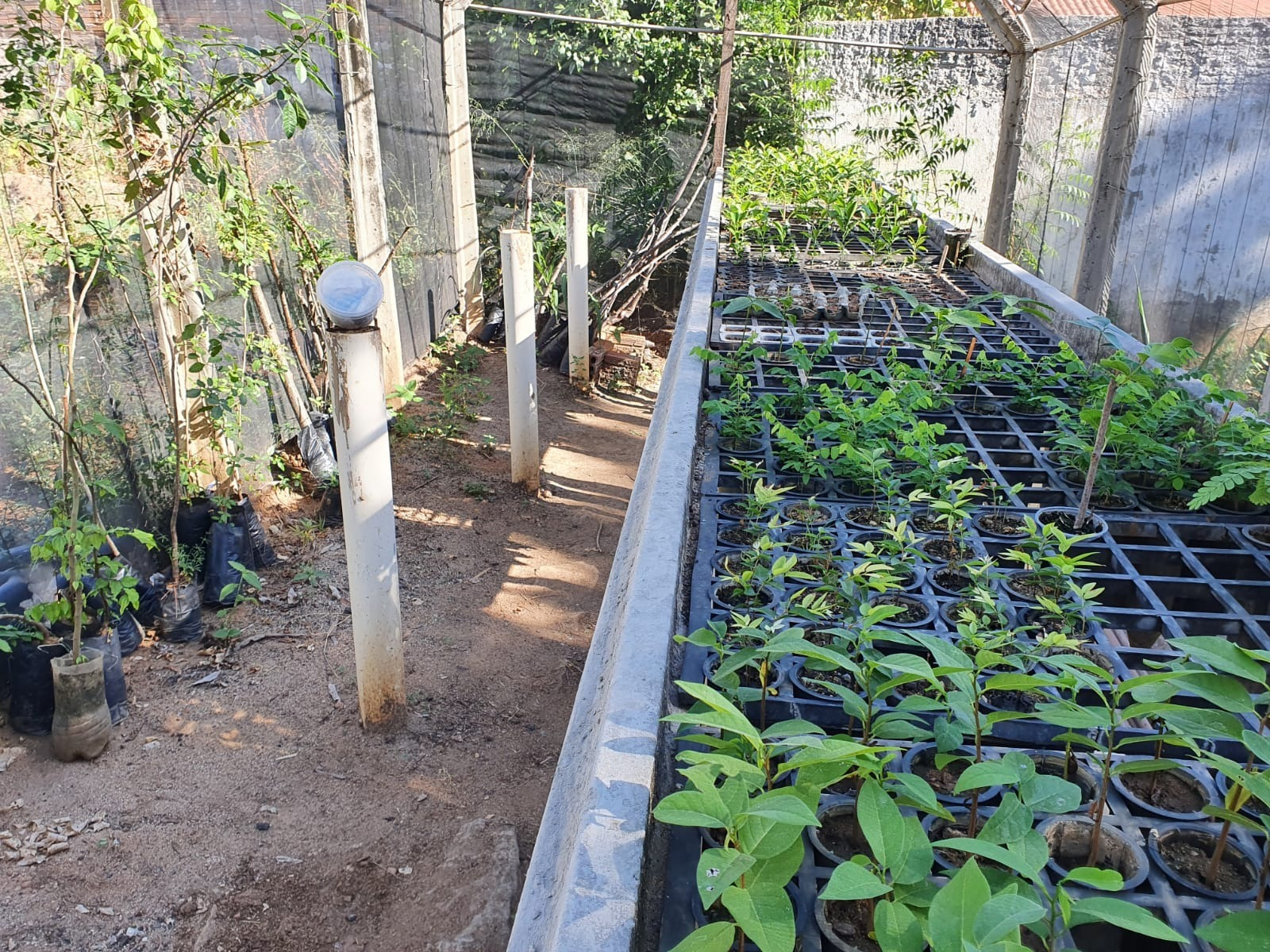 Secretaria de Agricultura realiza distribuição de mudas de plantas frutíferas que são produzidas no viveiro municipal