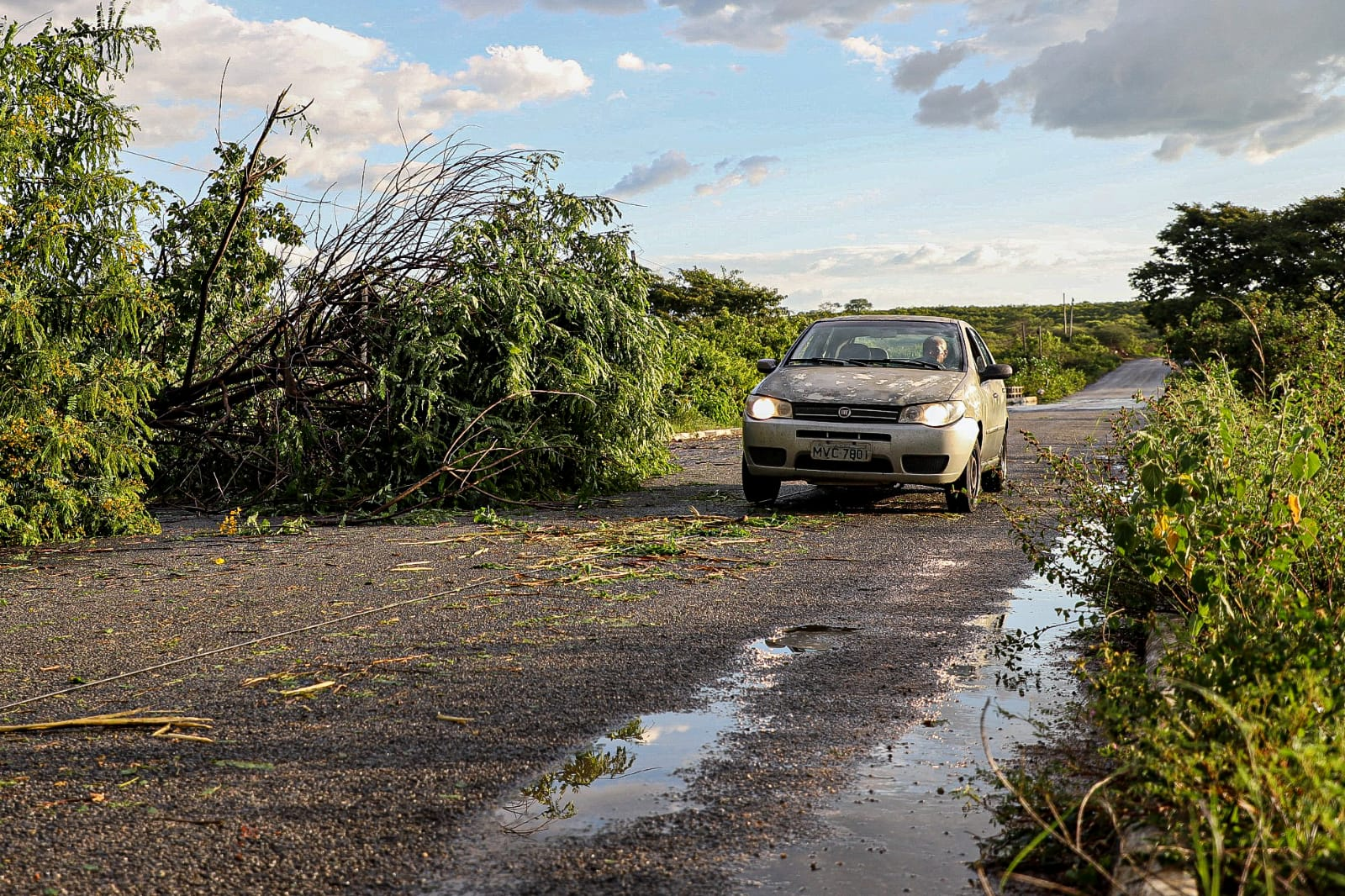 Ventos fortes derrubam árvores e causam transtornos em Boa Ventura; vídeo