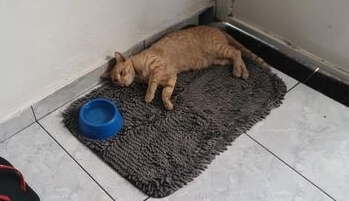 Internauta faz campanha para realizar tratamento de gato que foi atacado por cães de rua no bairro Santo Antônio, em Patos