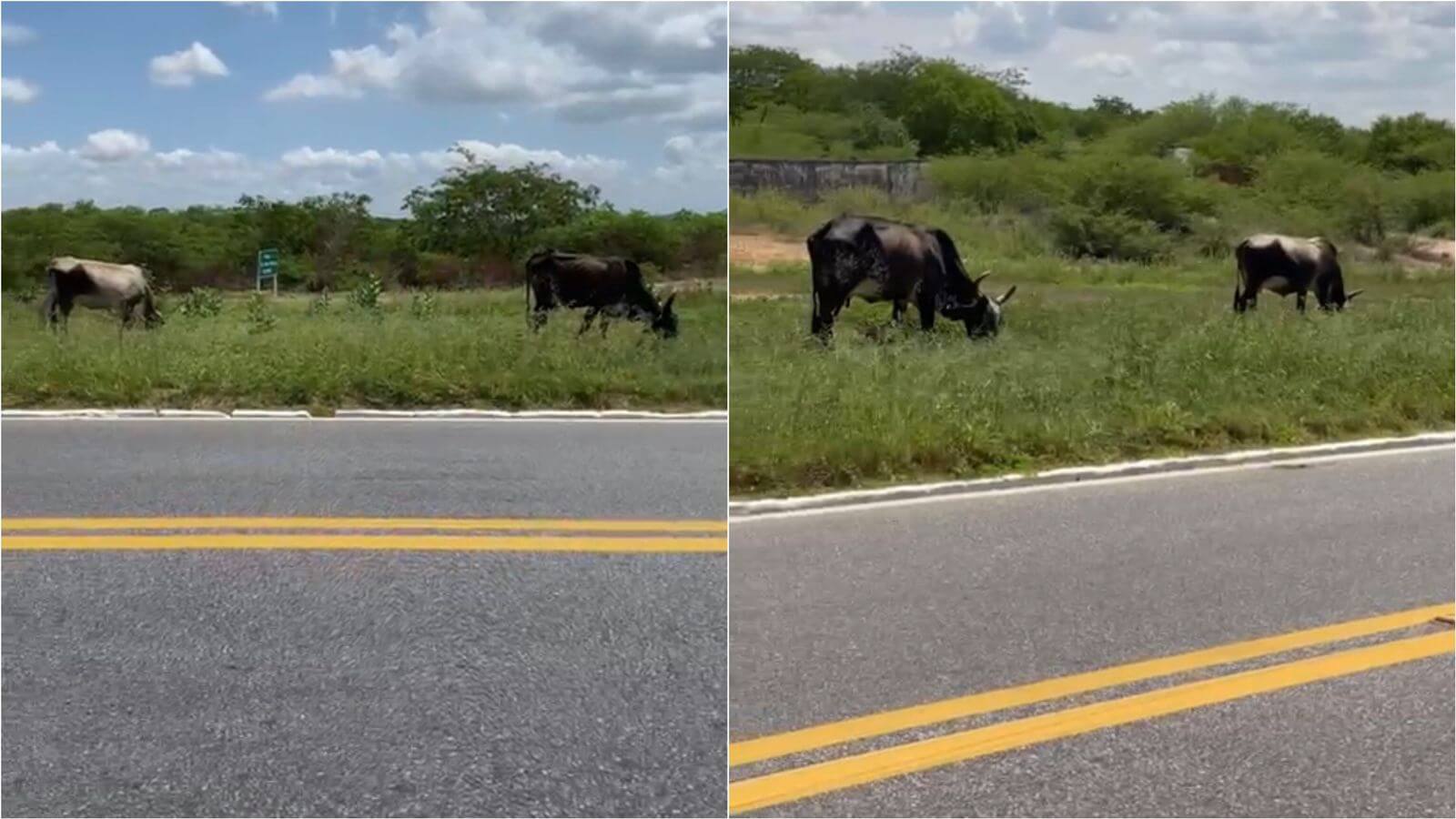 Internauta denuncia animais às margens da BR-230, entre Santa Gertrudes e Malta. VÍDEO