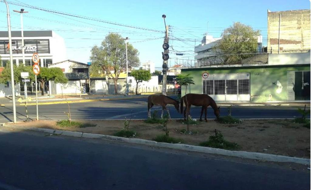Em apenas um dia, Secretaria de Agricultura de Patos apreende 12 animais soltos nas vias públicas