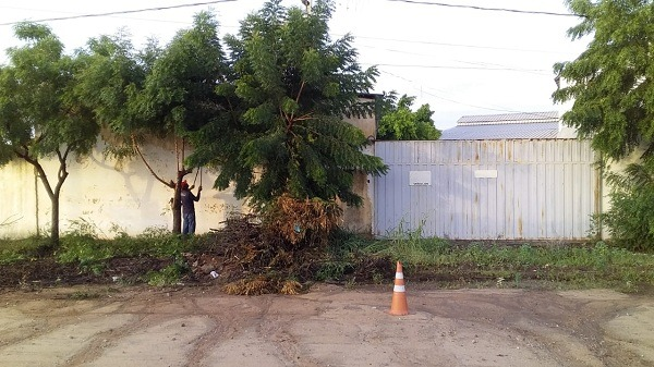 Secretaria de Meio Ambiente faz podas de levantamento de copa para garantir visibilidade e segurança, no bairro dos Estados