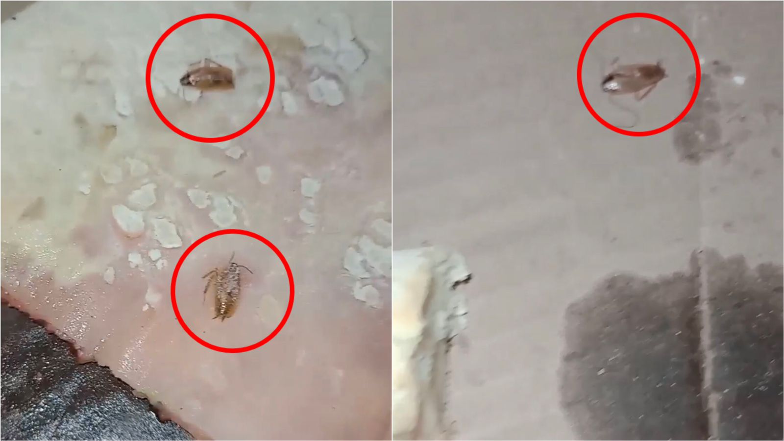 Vídeo: internauta encontra baratas em pizza e cobra mais fiscalização da Vigilância Sanitária em estabelecimentos de Patos