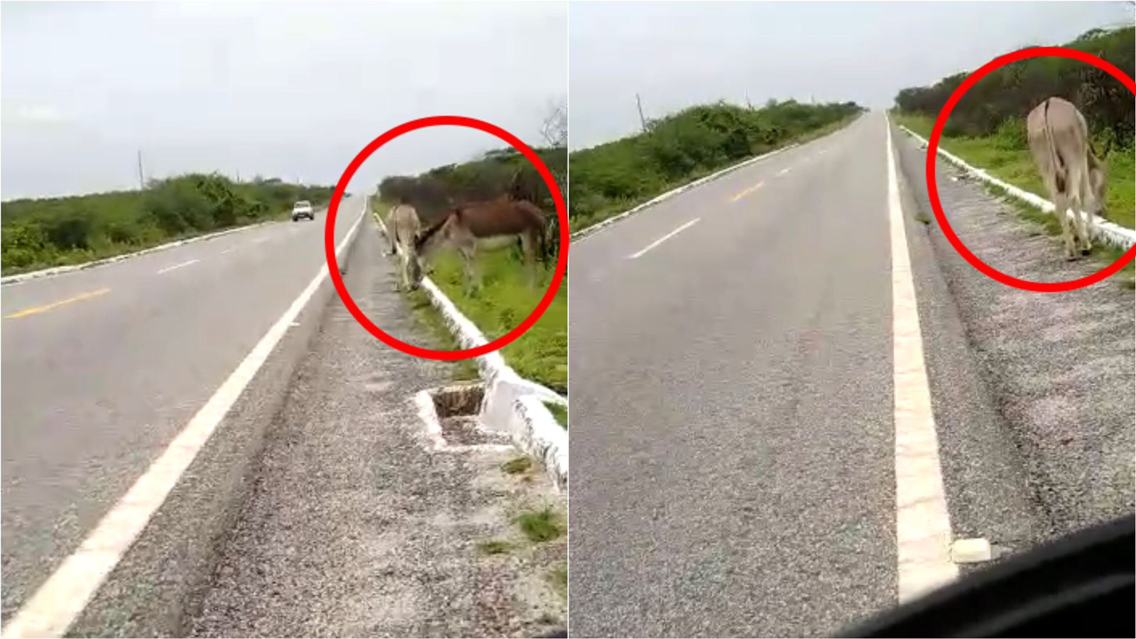 Motociclista flagra jumentos soltos às margens da BR-361, entre Santa Terezinha e Catingueira. VÍDEO