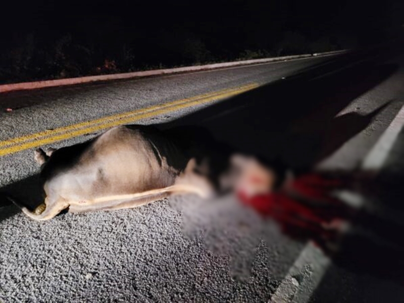 Animal em rodovia provoca mais um acidente no Vale do Piancó