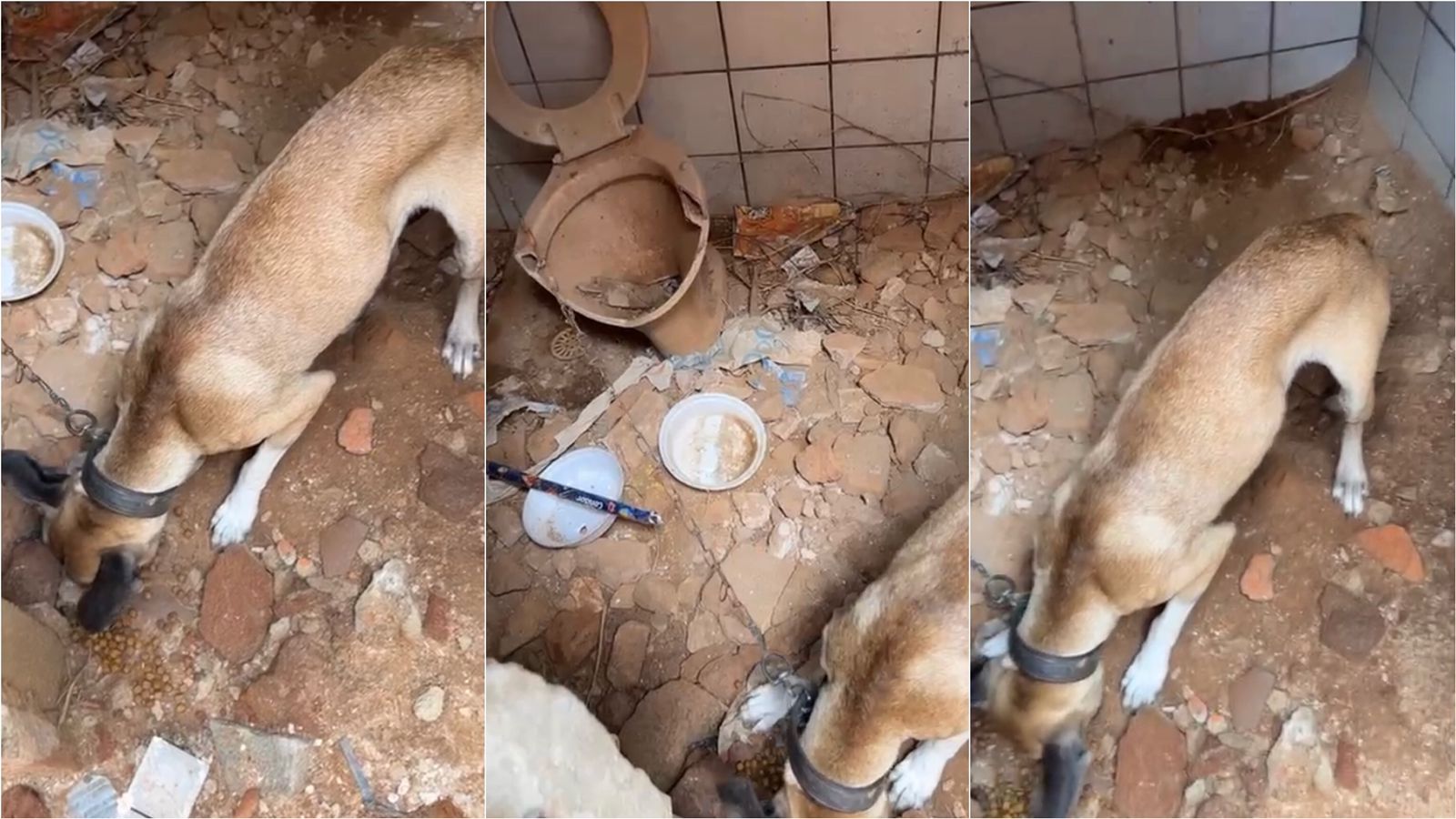 Lamentável: cachorro é encontrado amarrado, sem comida, sem água e bastante debilitado, em casa abandonada no bairro do Jatobá. VÍDEO