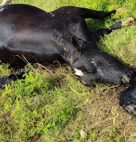 Urubus morrem após comerem carne de vaca morta, e caso preocupa agricultores no Vale do Piancó. Veja vídeo